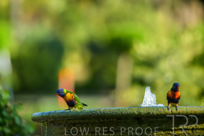 September 2023 / Wildlife_230929_Z9C4349