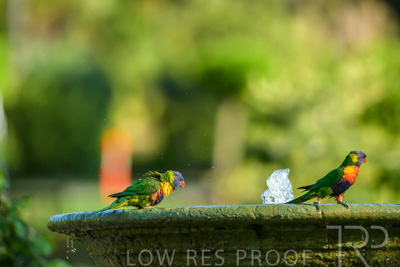 September 2023 / Wildlife_230929_Z9C4374