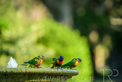 September 2023 / Wildlife_230929_Z9C4470