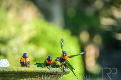 September 2023 / Wildlife_230929_Z9C4529