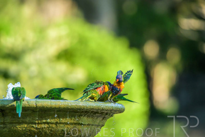 September 2023 / Wildlife_230929_Z9C4634