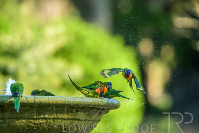 September 2023 / Wildlife_230929_Z9C4636