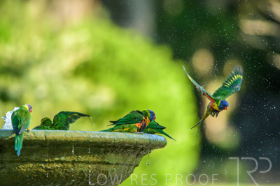 September 2023 / Wildlife_230929_Z9C4639