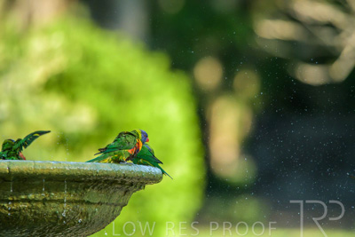 September 2023 / Wildlife_230929_Z9C4646