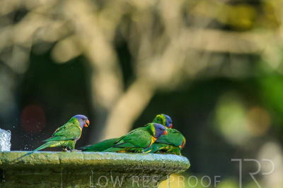 September 2023 / Wildlife_230929_Z9C4655