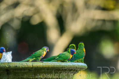 September 2023 / Wildlife_230929_Z9C4686