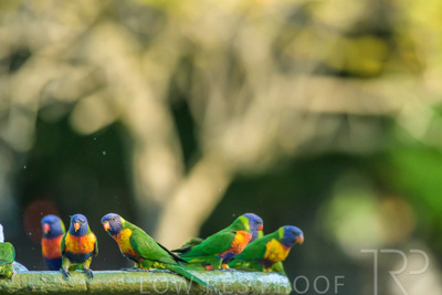 September 2023 / Wildlife_230929_Z9C4770