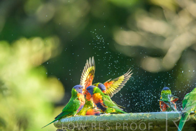 September 2023 / Wildlife_230929_Z9C4772