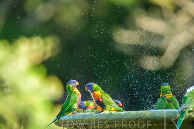 September 2023 / Wildlife_230929_Z9C4775