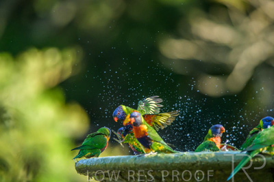 September 2023 / Wildlife_230929_Z9C4790