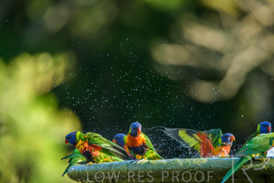 September 2023 / Wildlife_230929_Z9C4794