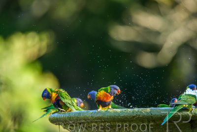 September 2023 / Wildlife_230929_Z9C4803