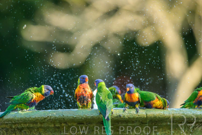 September 2023 / Wildlife_230929_Z9C4811