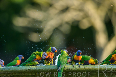 September 2023 / Wildlife_230929_Z9C4821