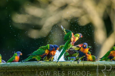 September 2023 / Wildlife_230929_Z9C4824