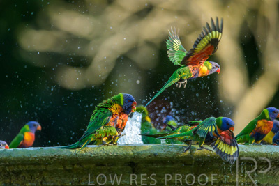 September 2023 / Wildlife_230929_Z9C4826