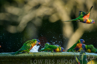 September 2023 / Wildlife_230929_Z9C4830