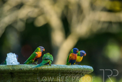 September 2023 / Wildlife_230929_Z9C4842