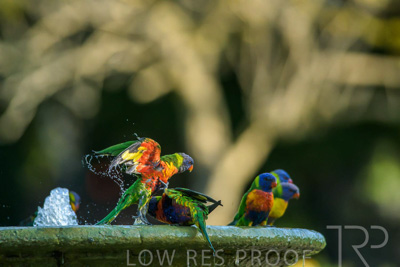 September 2023 / Wildlife_230929_Z9C4855