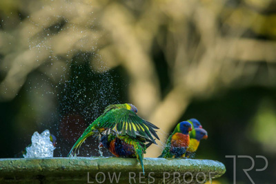 September 2023 / Wildlife_230929_Z9C4856