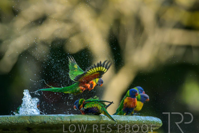 September 2023 / Wildlife_230929_Z9C4857