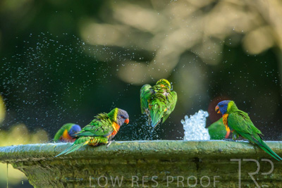 September 2023 / Wildlife_230929_Z9C4903