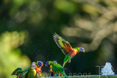 September 2023 / Wildlife_230929_Z9C5034