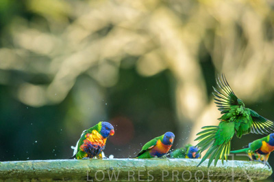 September 2023 / Wildlife_230929_Z9C5041