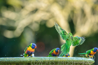 September 2023 / Wildlife_230929_Z9C5042