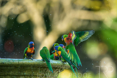 September 2023 / Wildlife_230929_Z9C5104