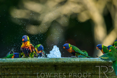 September 2023 / Wildlife_230929_Z9C5151