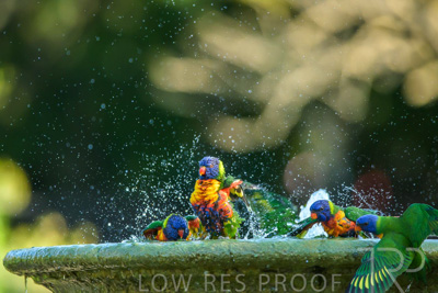 September 2023 / Wildlife_230929_Z9C5165