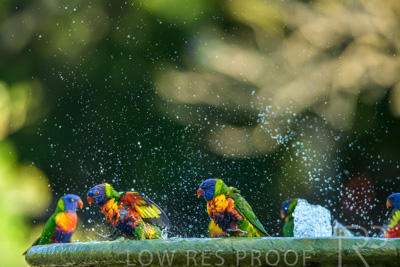 September 2023 / Wildlife_230929_Z9C5206