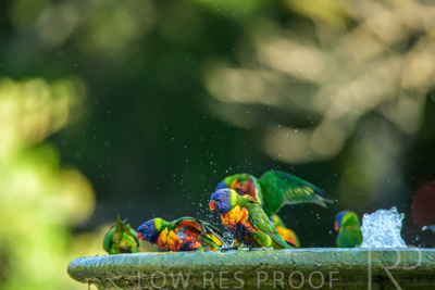 September 2023 / Wildlife_230929_Z9C5216