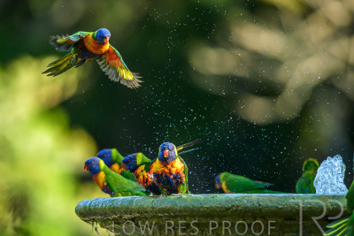 September 2023 / Wildlife_230929_Z9C5234