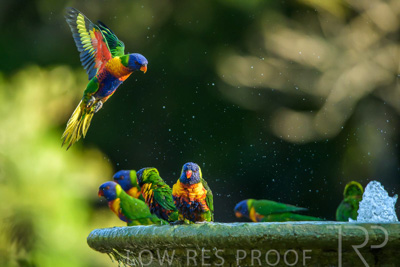 September 2023 / Wildlife_230929_Z9C5236