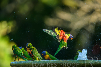 September 2023 / Wildlife_230929_Z9C5242