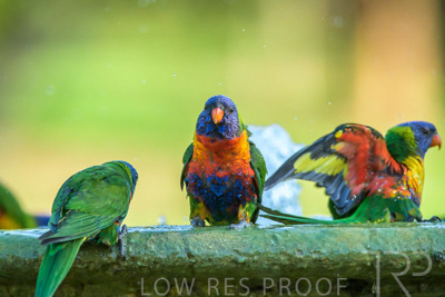 September 2023 / Wildlife_230929_Z9C5317