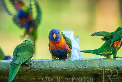 September 2023 / Wildlife_230929_Z9C5323