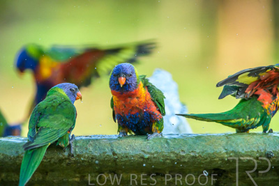 September 2023 / Wildlife_230929_Z9C5324