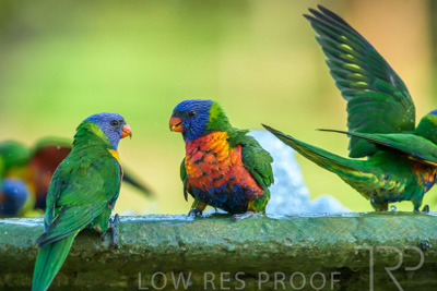 September 2023 / Wildlife_230929_Z9C5326