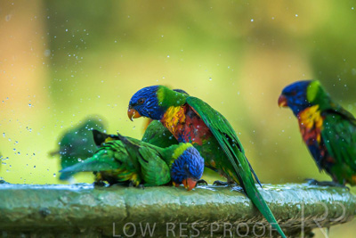 September 2023 / Wildlife_230929_Z9C5345