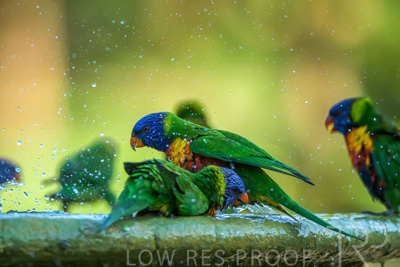 September 2023 / Wildlife_230929_Z9C5347