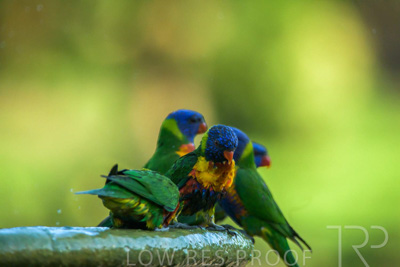 September 2023 / Wildlife_230929_Z9C5426