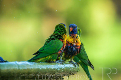 September 2023 / Wildlife_230929_Z9C5453