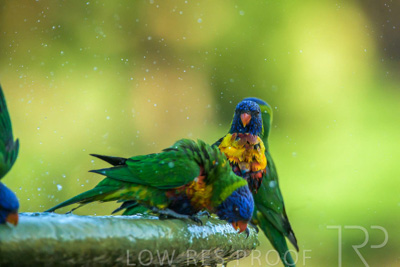 September 2023 / Wildlife_230929_Z9C5462