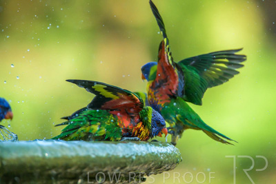 September 2023 / Wildlife_230929_Z9C5487