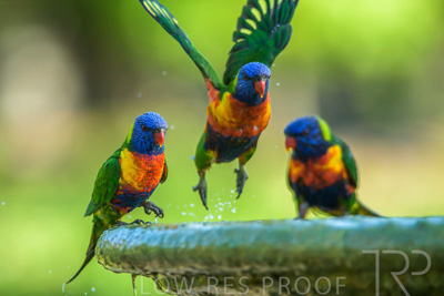 September 2023 / Wildlife_230929_Z9C5493