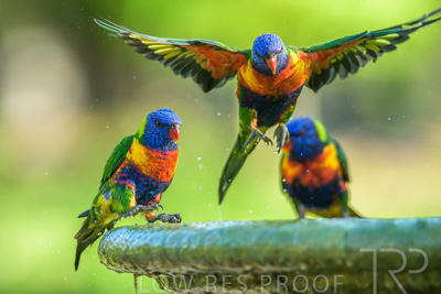 September 2023 / Wildlife_230929_Z9C5495