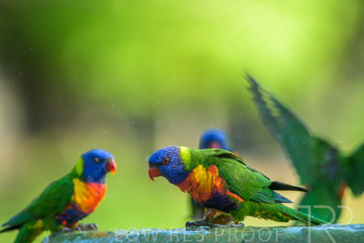 September 2023 / Wildlife_230929_Z9C5499